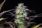 Preview: Samen 3x Original Blueberry Automatik Fast Buds